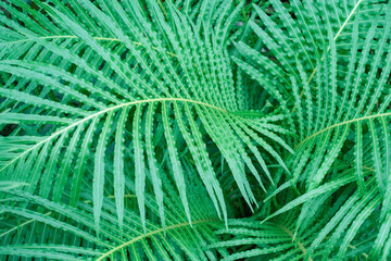 Wall Mural - Tropical green palm leaves close-up, texture and natural background.