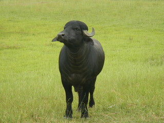 buffalo in the field