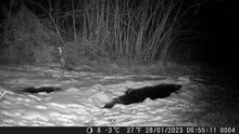 A Stone Marten In The Snow During The Night - Infrared Trail Camera In Piedmont During Winter