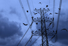 Silhouettes Of Many Standing And Flying Crows At High Voltage Transmission Towers In Cloudy Sky.