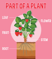 Sticker - Diagram showing parts of a plant