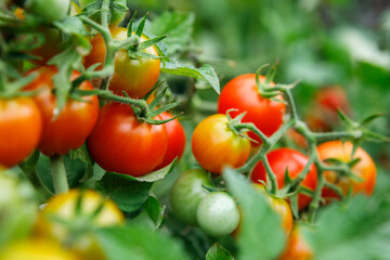 Wall Mural - Close up of clusters of organically homegrown cherry tomatoes at various stages of ripening growing in a container in a kitchen garden