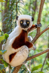 Wall Mural - Beautiful Coquerel's sifaka lemur, (Propithecus coquereli). Endangered endemic animal sitting on tree trunk in natural habitat. Reserve Peyrieras Madagascar Exotic, Madagascar wildlife animal.