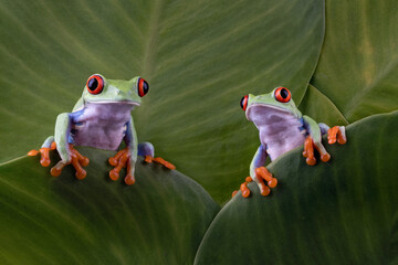 Wall Mural - Red-eyed tree frog sitting on green leaves, red-eyed tree frog (Agalychnis callidryas) closeup