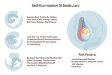 Testicles self exam. Testicle cancer symptoms awareness and monthly