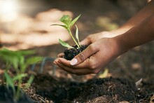 Black Woman, Hands Or Planting In Soil Agriculture, Sustainability Care Or Future Growth Planning In Climate Change Support. Zoom, Farmer Or Green Leaf Plants In Environment, Nature Or Sapling Garden