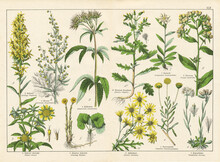 A Sheet Of Antique Botanical Lithography Of The 1890s-1900s With Images Of Plants. Copyright Has Expired On This Artwork. Digitally Restored.