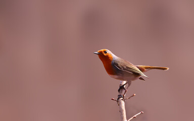 Wall Mural - A robin on a branch on a blurry pink background...