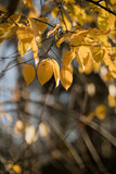 Fototapeta Dmuchawce - Złota jesień w lesie, liście na tle gałęzi