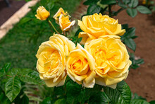 Yellow Roses Blooming, With Green Leaves Background