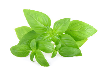 Wall Mural - Basil leaves isolated on white background. Basil herb