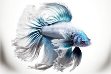 Aggressive Betta Fish With Silvery Blue Scales Isolated On White Background