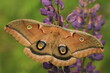 Polyphemus moth (Antheraea polyphemus) with baptisia flowers