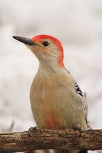 Red Bellied Woodpecker In The Snow