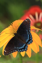 Red Spotted Purple Butterfly (limenitis Archippus) On Coneflowers