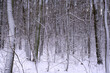 winter forest under the snow
