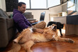 © ADDICTIVE STOCK - Man working on laptop with pets