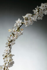 Wall Mural - A branch of a blossoming apple tree on a gray gradient.