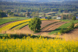 Fototapeta Kwiaty - undulating fields of blooming rapeseed in Roztocze