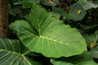 Bright leaves of the taro fields with rice field the background. Background of green Elephant Ear leaves.