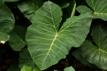 Bright Leaves Of The Taro Fields With Rice Field The Background. Background Of Green Elephant Ear Leaves.