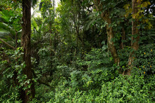 Inside The Atlantic Forest In Brazil