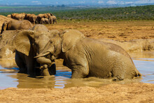 African Elephants Bathing In Mud