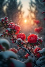 Bunch Of Red Flowers Covered In Snow. Generative Ai.