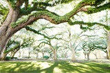 Fototapeta  - Liveoak trees in the Savannah historic district on a sunny morning