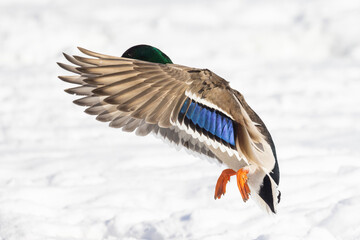 Canvas Print -  Drake mallard or wild duck (Anas platyrhynchos) flying in winter