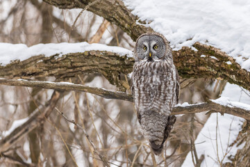 Sticker -  great grey owl (Strix nebulosa) in winter