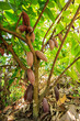 Cocoa pods fruit on tree in Agriculture and over sunlight.