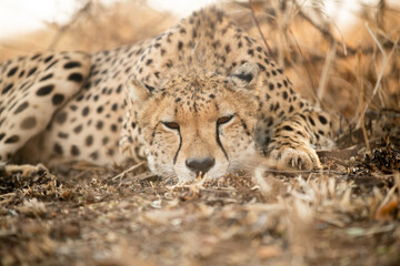 Canvas Print - Portrait of a cheetah in South Africa