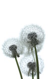 Fototapeta Dmuchawce - Ulotne dmuchawce na białym tle. Kwiaty dmuchawców i ich korony black and white