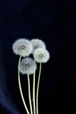 Fototapeta  - Ulotne dmuchawce na czarnym tle - grupa roślin. Białe kule dmuchawców to ulotny symbol lata
