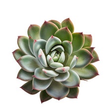 Light Green Succulent Plant With Pink Tips Isolated Transparent For Graphic Use