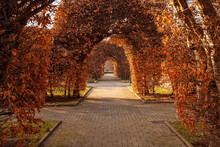Tree Tunnel In Dortmund. Trees Are Trimmed To Arc