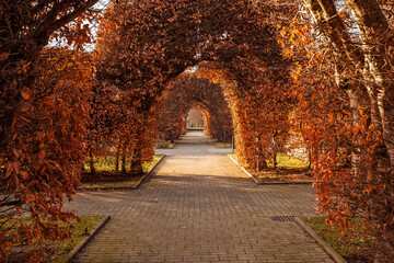 tree tunnel in dortmund. trees are trimmed to arc