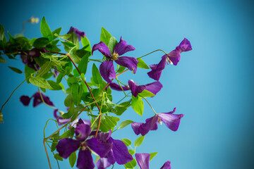 Sticker - beautiful blooming clematis on a blue background