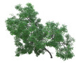 albero foglie ve trasparente isolato