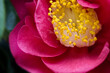 Vivid pink camellia blossom with yellow stamens