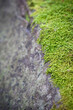Green moss on concrete or stone wall
