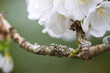 White blossoms on moss covered fruit tree branch