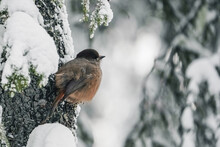 A Small Bird With A Red Breast And A Black Head..The Finch Sits On A Snow-covered Spruce Branch. Winter Background