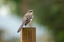 A Northern Mockingbird Bird Perched On A Fence Pole