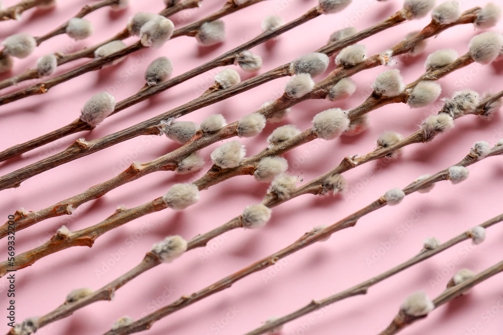 Pussy willow twigs on pink background
