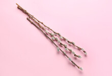 Pussy Willow Twigs On Pink Background