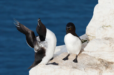 Wall Mural - close up of two razorbills perched on an edge of a cliff