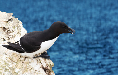 Wall Mural - close up of a razorbill nesting on a cliff