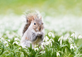 Wall Mural - Close-up of a Grey Squirrel in spring